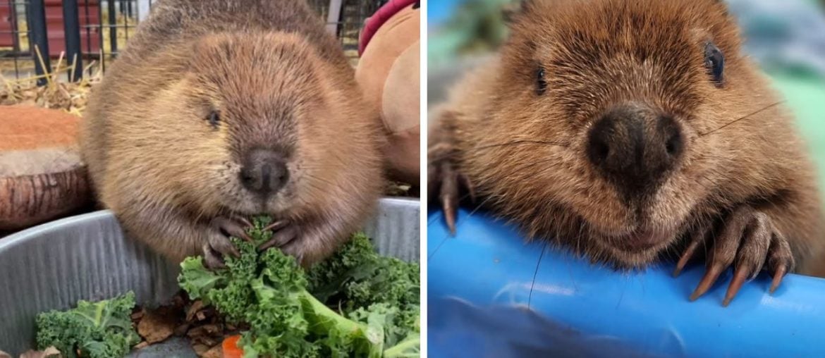 Filhote de castor resgatada cria represas dentro de casa com objetos do dia a dia