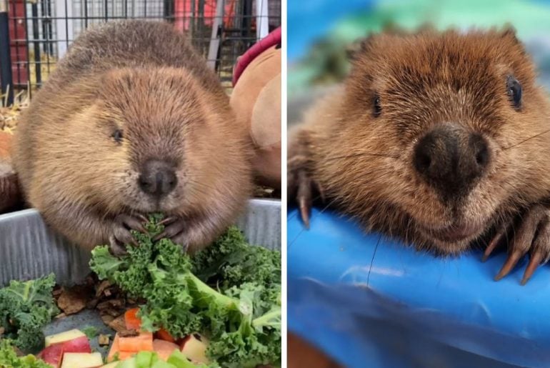 Filhote de castor resgatada cria represas dentro de casa com objetos do dia a dia