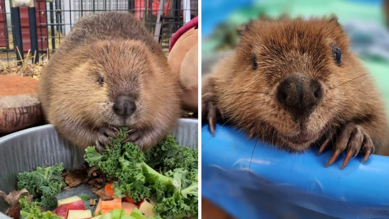 Filhote de castor resgatada cria represas dentro de casa com objetos do dia a dia