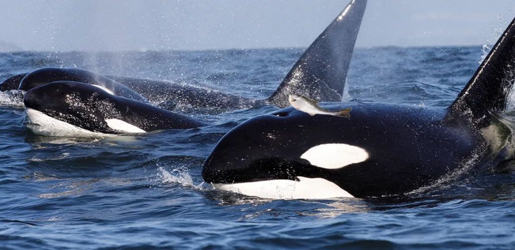 Orcas retomam tendência dos anos 80 de usar peixes como chapéus