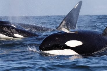 Orcas retomam tendência dos anos 80 de usar peixes como chapéus