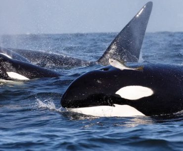 Orcas retomam tendência dos anos 80 de usar peixes como chapéus