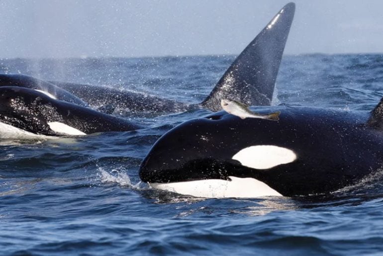 Orcas retomam tendência dos anos 80 de usar peixes como chapéus