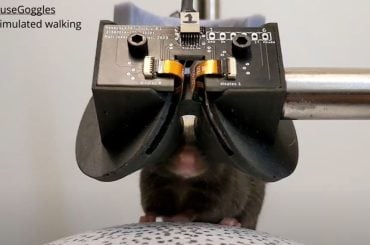 Pesquisadores apresentam o MouseGoggles, um dispositivo de realidade virtual para camundongos