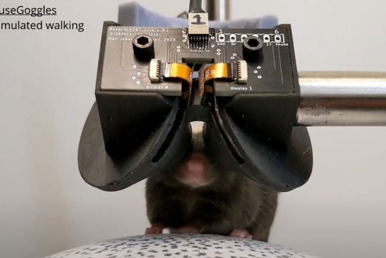 Pesquisadores apresentam o MouseGoggles, um dispositivo de realidade virtual para camundongos