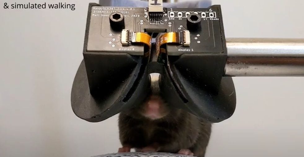 Pesquisadores apresentam o MouseGoggles, um dispositivo de realidade virtual para camundongos