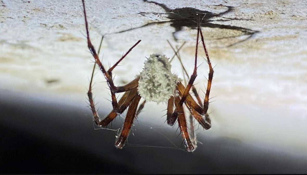 Cientistas descobrem aranhas zumbis infectadas com fungo tipo The Last of Us