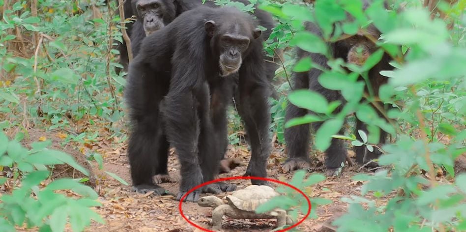 Tartaruga-espiã com câmera é ‘adotada’ por grupo de chimpanzés