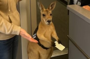 Canguru com passagem de embarque no aeroporto? Vídeo criado por IA engana milhões nas redes