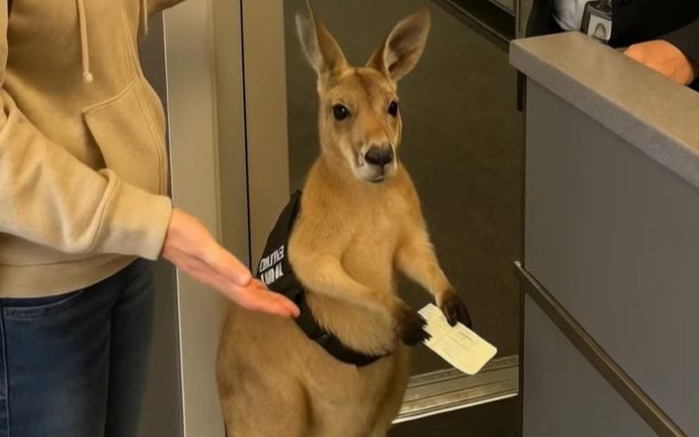 Canguru com passagem de embarque no aeroporto? Vídeo criado por IA engana milhões nas redes