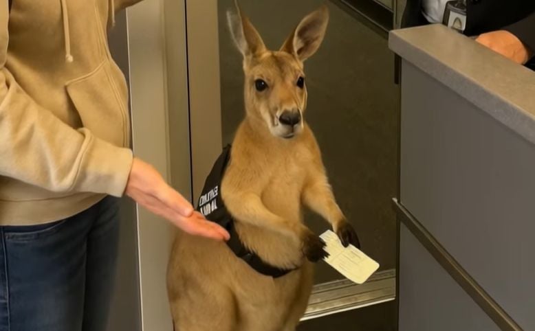 Canguru com passagem de embarque no aeroporto? Vídeo criado por IA engana milhões nas redes