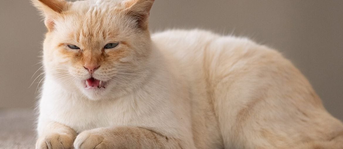 Gigante da tecnologia quer usar IA para traduzir miados de gatos