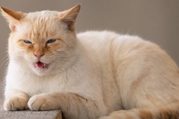 Gigante da tecnologia quer usar IA para traduzir miados de gatos