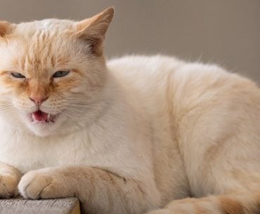 Gigante da tecnologia quer usar IA para traduzir miados de gatos