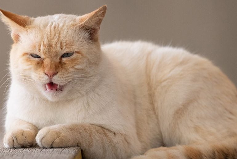 Gigante da tecnologia quer usar IA para traduzir miados de gatos