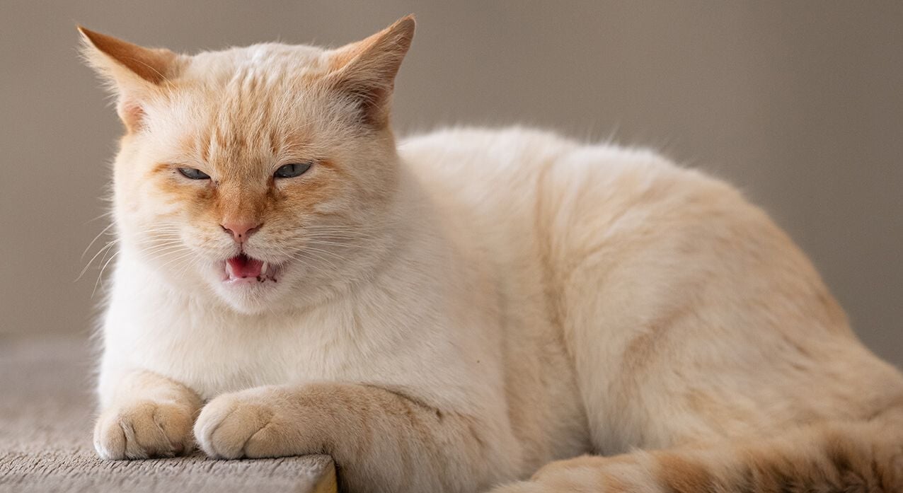 Gigante da tecnologia quer usar IA para traduzir miados de gatos