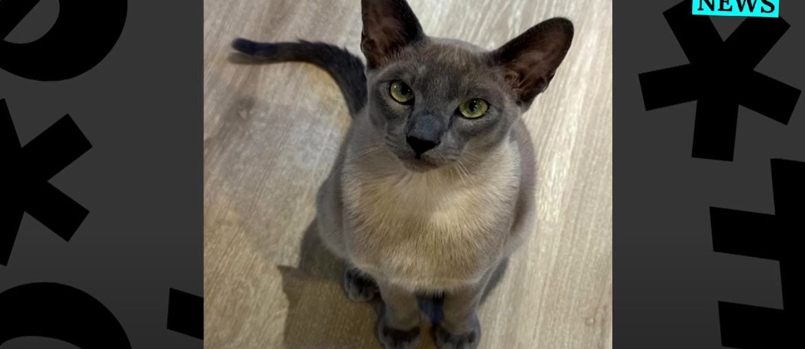 Gato siamês chamado Leonardo da Pinchy vira ‘ladrão de roupas’ em bairro da Nova Zelândia