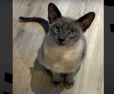 Gato siamês chamado Leonardo da Pinchy vira ‘ladrão de roupas’ em bairro da Nova Zelândia