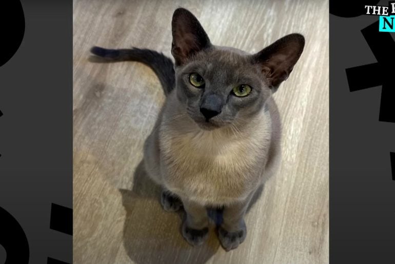 Gato siamês chamado Leonardo da Pinchy vira ‘ladrão de roupas’ em bairro da Nova Zelândia