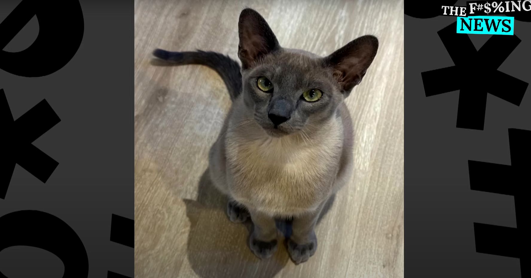 Gato siamês chamado Leonardo da Pinchy vira ‘ladrão de roupas’ em bairro da Nova Zelândia