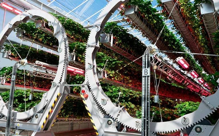 Empresa de aspiradores e ventiladores agora cultiva morangos sistema de agricultura inteligente