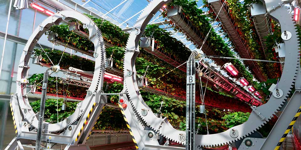 Empresa de aspiradores e ventiladores agora cultiva morangos sistema de agricultura inteligente