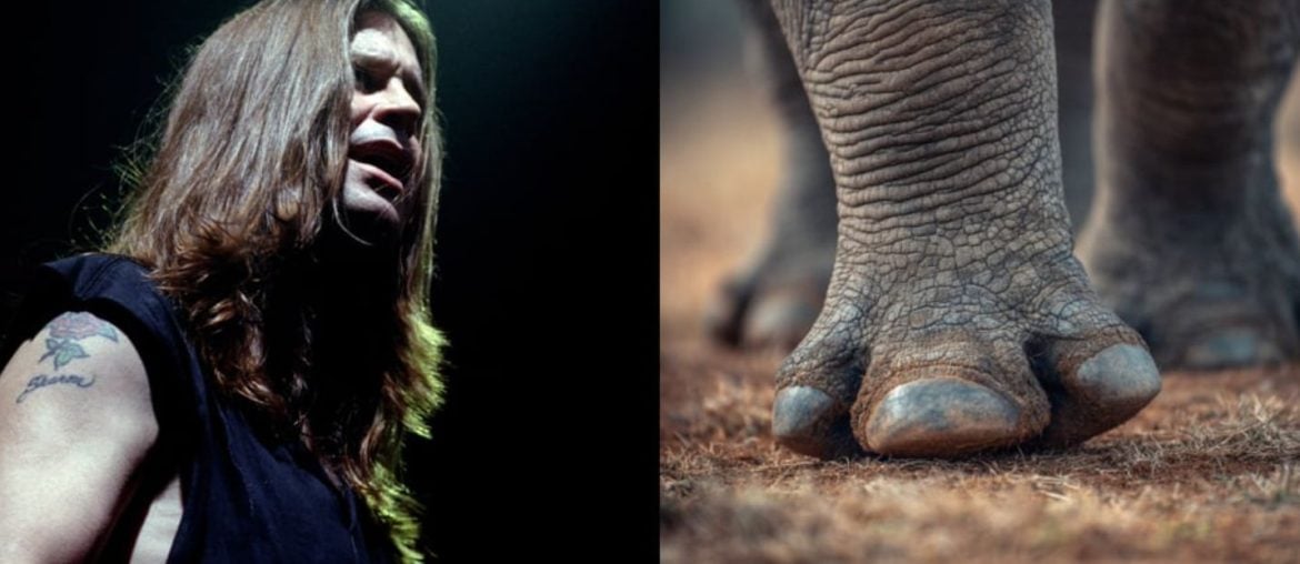 Rinoceronte ameaçado ganha o nome de Ozzy em homenagem ao astro do rock
