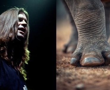 Rinoceronte ameaçado ganha o nome de Ozzy em homenagem ao astro do rock
