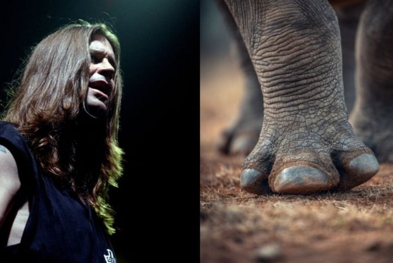 Rinoceronte ameaçado ganha o nome de Ozzy em homenagem ao astro do rock