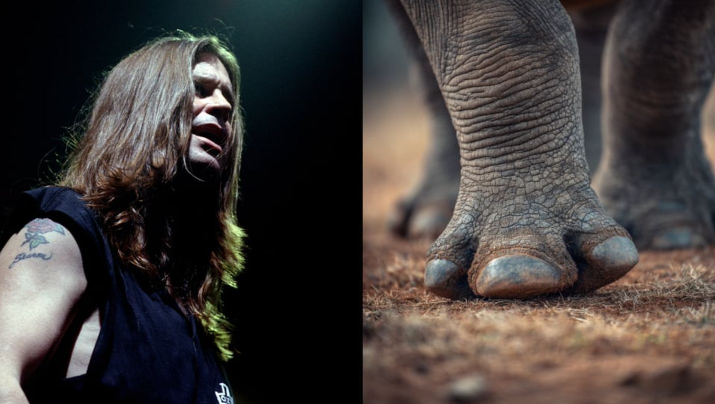 Rinoceronte ameaçado ganha o nome de Ozzy em homenagem ao astro do rock