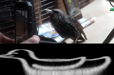 The Mouth pode ser o primeiro estorninho do mundo a ‘cantar’ uma obra de arte digital