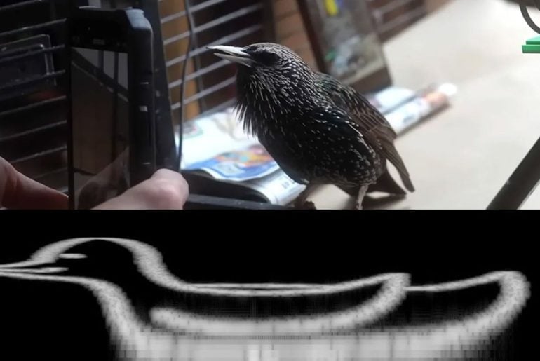 The Mouth pode ser o primeiro estorninho do mundo a ‘cantar’ uma obra de arte digital