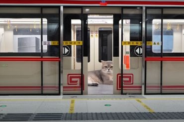 Engenheiro constrói estação de metrô em miniatura (e funcional) para seus gatos