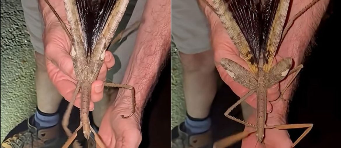 Pesquisadores australianos descobriram um inseto-graveto enorme, o maior e mais pesado já visto no país
