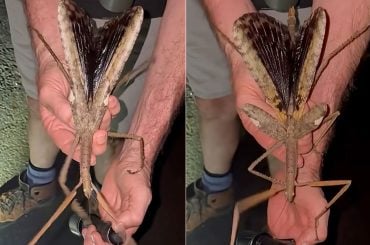 Pesquisadores australianos descobriram um inseto-graveto enorme, o maior e mais pesado já visto no país