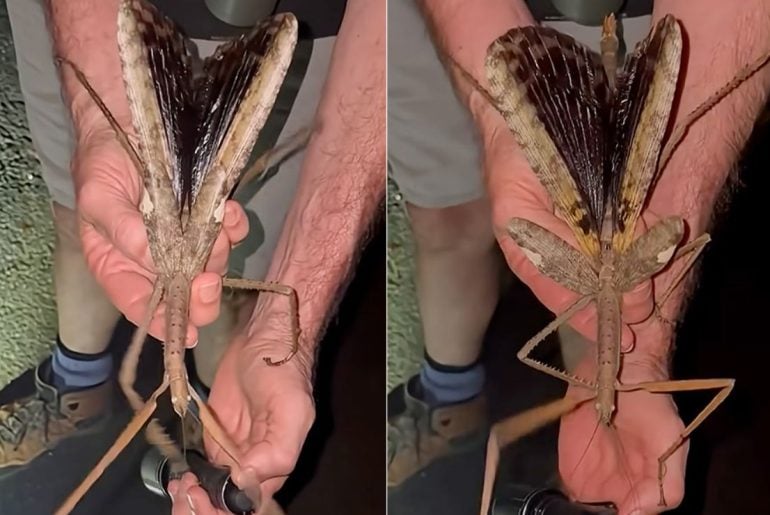 Pesquisadores australianos descobriram um inseto-graveto enorme, o maior e mais pesado já visto no país