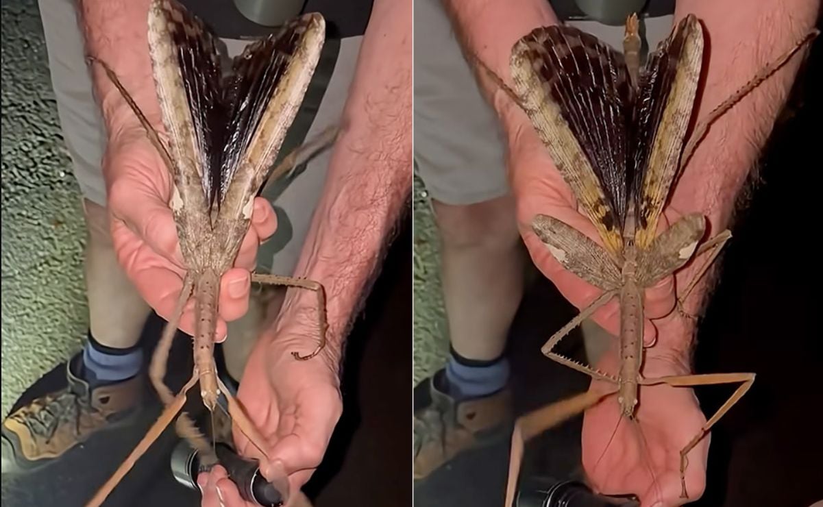 Pesquisadores australianos descobriram um inseto-graveto enorme, o maior e mais pesado já visto no país
