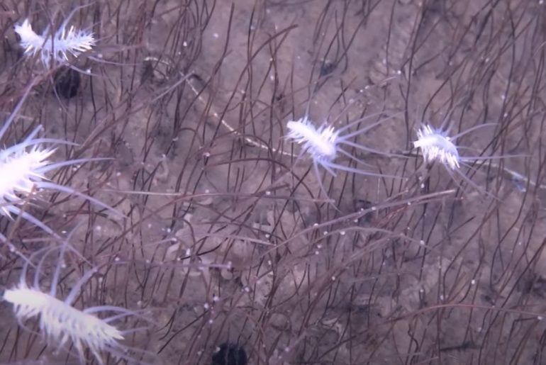 Vida surpreendente é encontrada a quase 10 km de profundidade no oceano Pacífico
