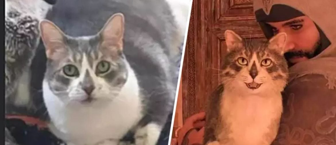 Gato Assassin’s Creed vira personagem no jogo em homenagem póstuma comovente