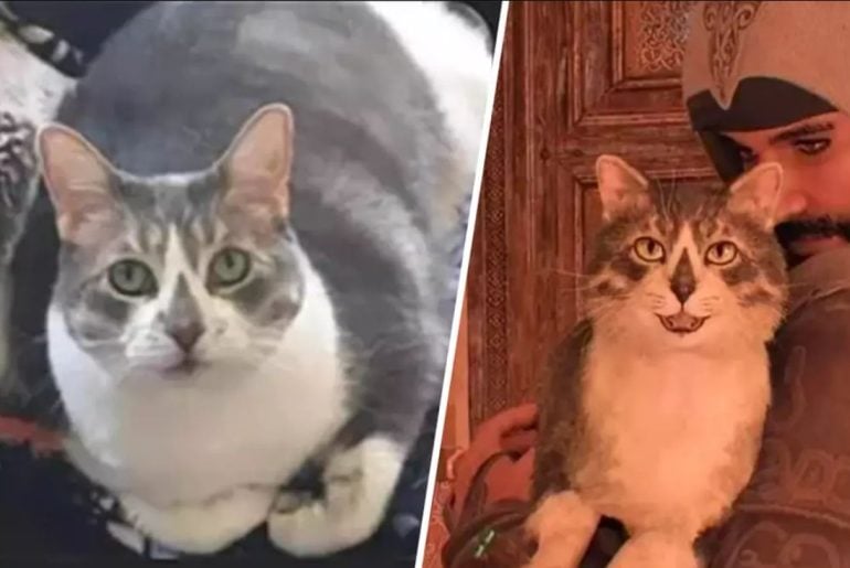 Gato Assassin’s Creed vira personagem no jogo em homenagem póstuma comovente