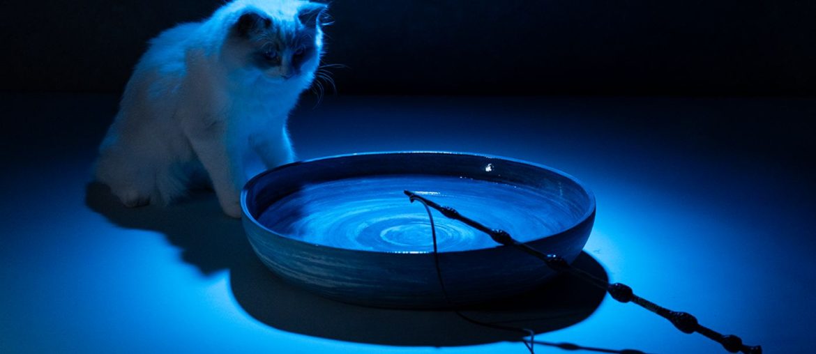 Varinhas do Harry Potter para gatos chegam em versão Harry, Hermione e Dumbledore