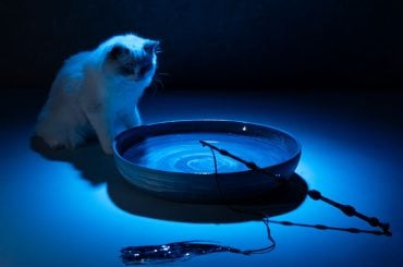 Varinhas do Harry Potter para gatos chegam em versão Harry, Hermione e Dumbledore