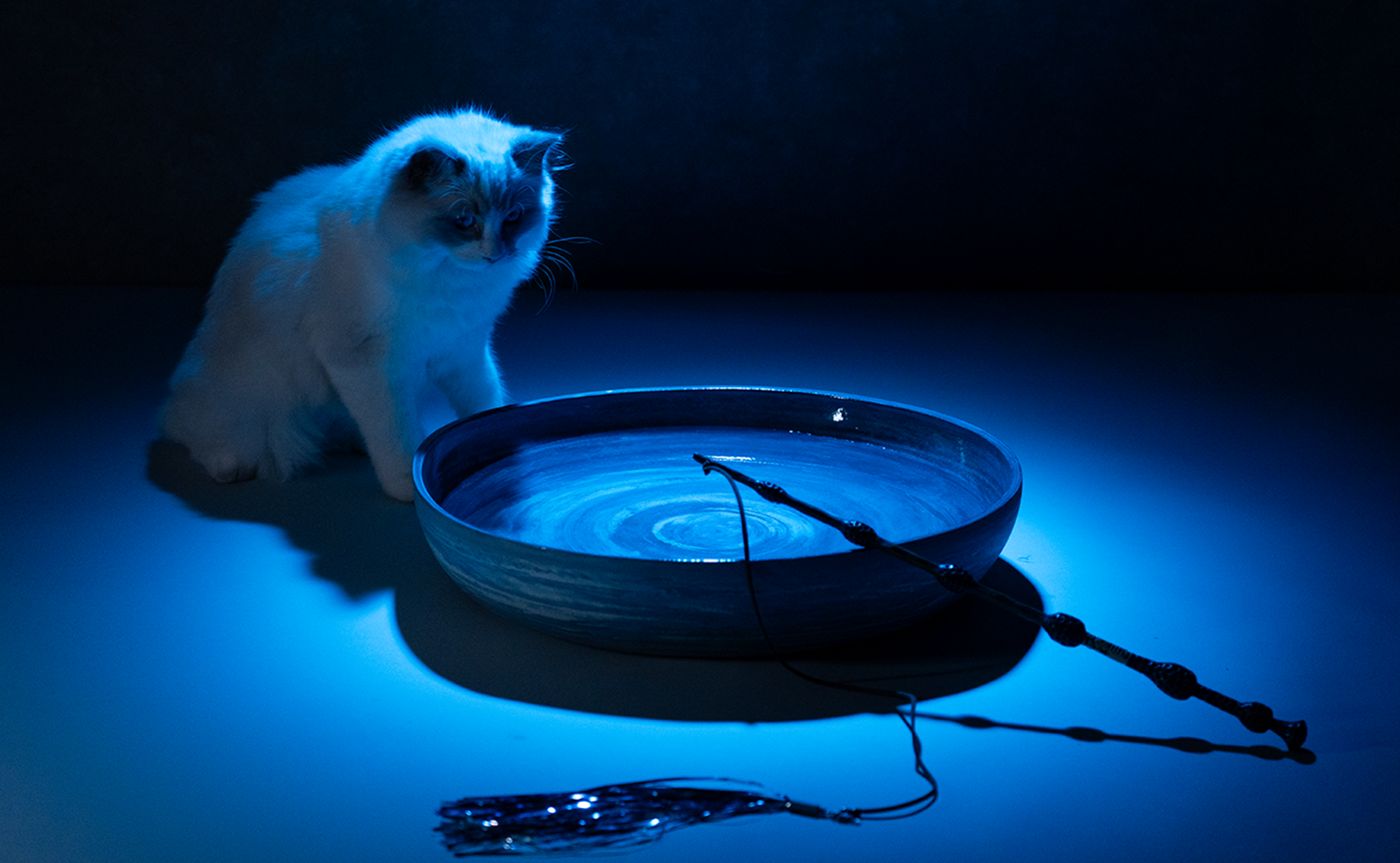 Varinhas do Harry Potter para gatos chegam em versão Harry, Hermione e Dumbledore