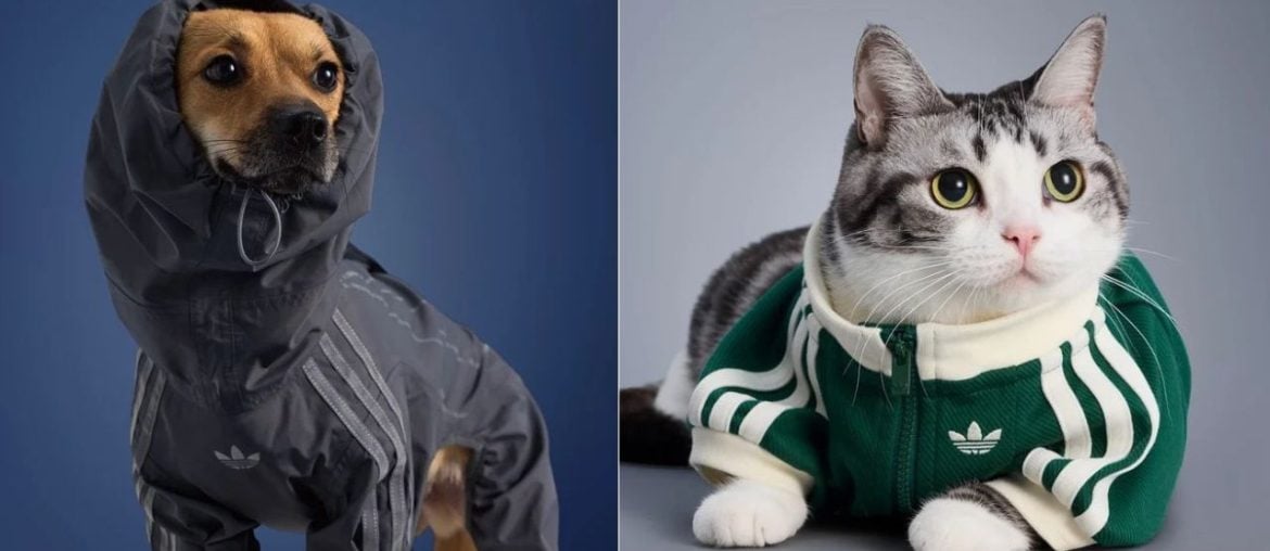 Adidas para Pets: Marca lança coleção de roupas para pets com estilo streetwear e proteção contra o frio