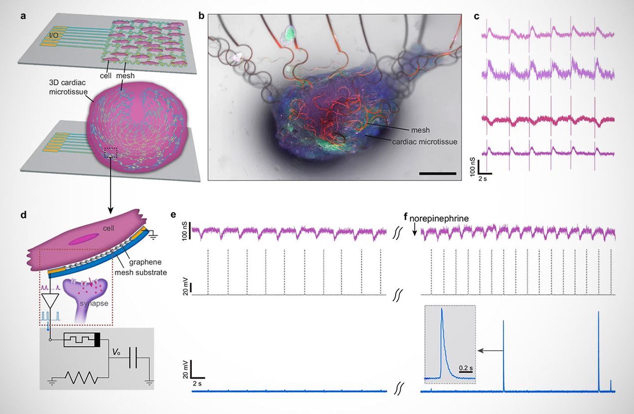 Neurônio Artificial: Cientistas Recriam Célula Cerebral com Eficiência Biológica