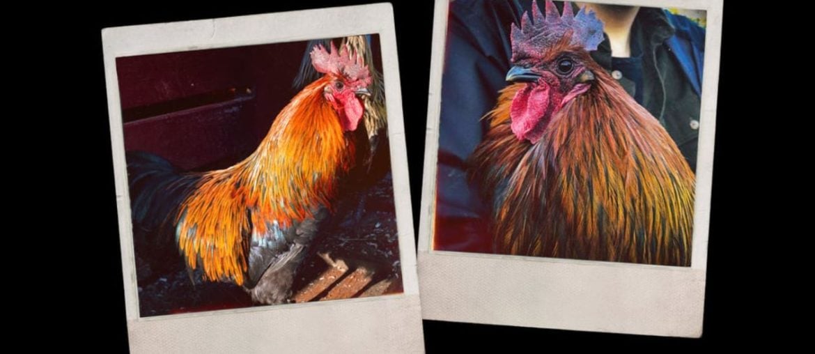 Conheça a história do Sucatinha, o mascote do Arc Raiders inspirado em um galo real