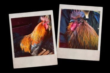 Conheça a história do Sucatinha, o mascote do Arc Raiders inspirado em um galo real