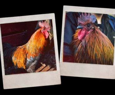 Conheça a história do Sucatinha, o mascote do Arc Raiders inspirado em um galo real