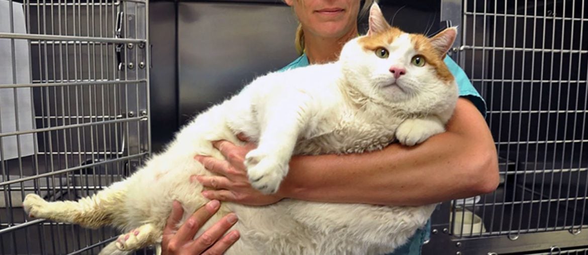 Ozempets: Cientistas testam remédios estilo Ozempic para emagrecer gatos e cachorros