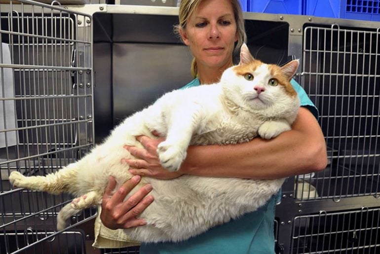 Ozempets: Cientistas testam remédios estilo Ozempic para emagrecer gatos e cachorros